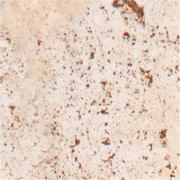 DETAIL51436